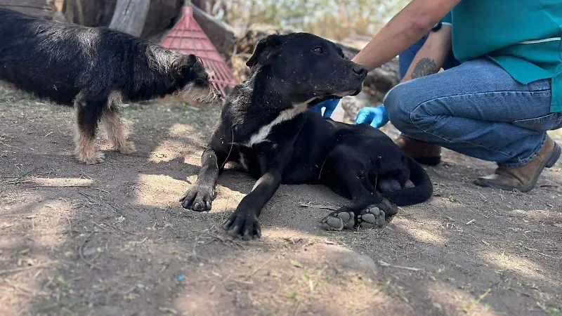 Perrito El Salto  (5).jpeg